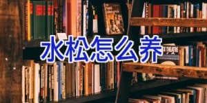 水松怎么养