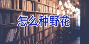 怎么种野花