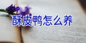 酥皮鸭怎么养