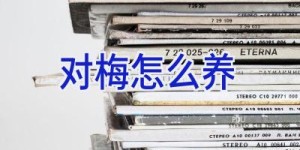 对梅怎么养