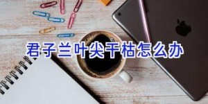 君子兰叶尖干枯怎么办