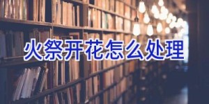 火祭开花怎么处理