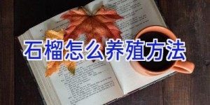 石榴怎么养殖方法