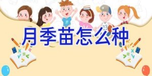 月季苗怎么种