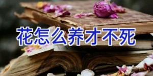 花怎么养才不死