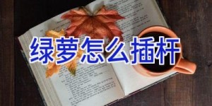 绿萝怎么插杆