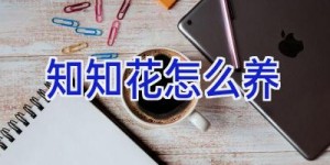 知知花怎么养