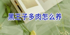 黑王子多肉怎么养