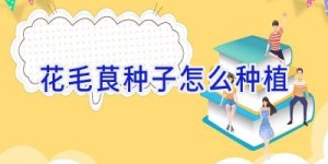 花毛茛种子怎么种植