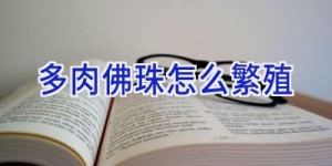 多肉佛珠怎么繁殖