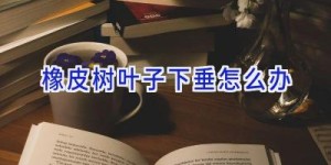 橡皮树叶子下垂怎么办