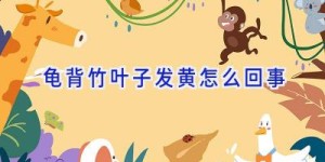 龟背竹叶子发黄怎么回事