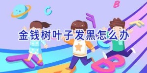 金钱树叶子发黑怎么办