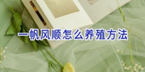 一帆风顺怎么养殖方法