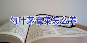 勺叶茅膏菜怎么养