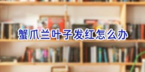 蟹爪兰叶子发红怎么办
