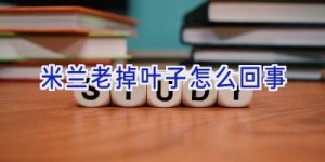 米兰老掉叶子怎么回事