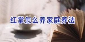 红掌怎么养家庭养法