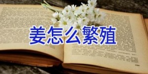 姜怎么繁殖