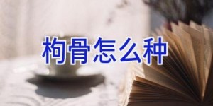 枸骨怎么种