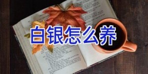 白银怎么养