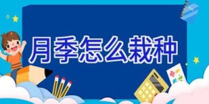 月季怎么栽种