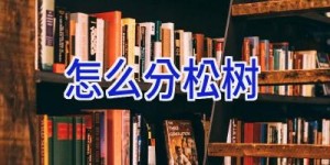 怎么分松树