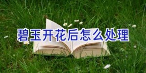 碧玉开花后怎么处理