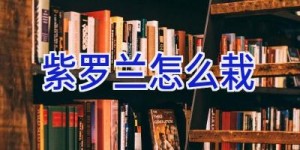 紫罗兰怎么栽