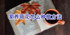 家养荷花怎么种植方法