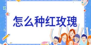 怎么种红玫瑰