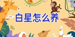 白星怎么养