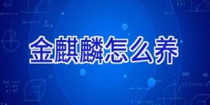 金麒麟怎么养