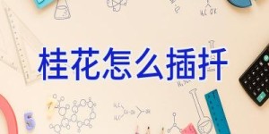 桂花怎么插扦
