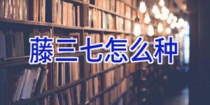 藤三七怎么种