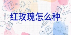 红玫瑰怎么种