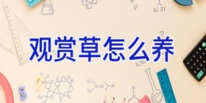 观赏草怎么养