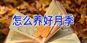 怎么养好月季