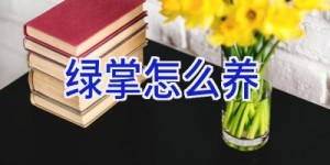 绿掌怎么养