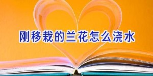 刚移栽的兰花怎么浇水