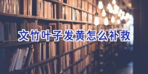 文竹叶子发黄怎么补救