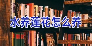 水养莲花怎么养