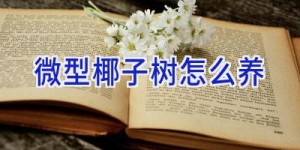 微型椰子树怎么养