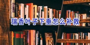 瑞香叶子下垂怎么补救