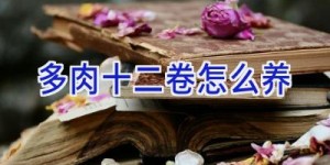 多肉十二卷怎么养