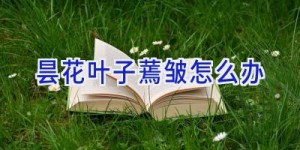 昙花叶子蔫皱怎么办