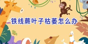 铁线蕨叶子枯萎怎么办