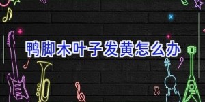 鸭脚木叶子发黄怎么办