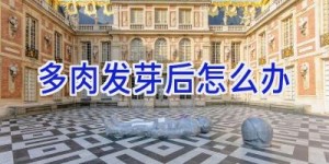 多肉发芽后怎么办