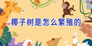 椰子树是怎么繁殖的
